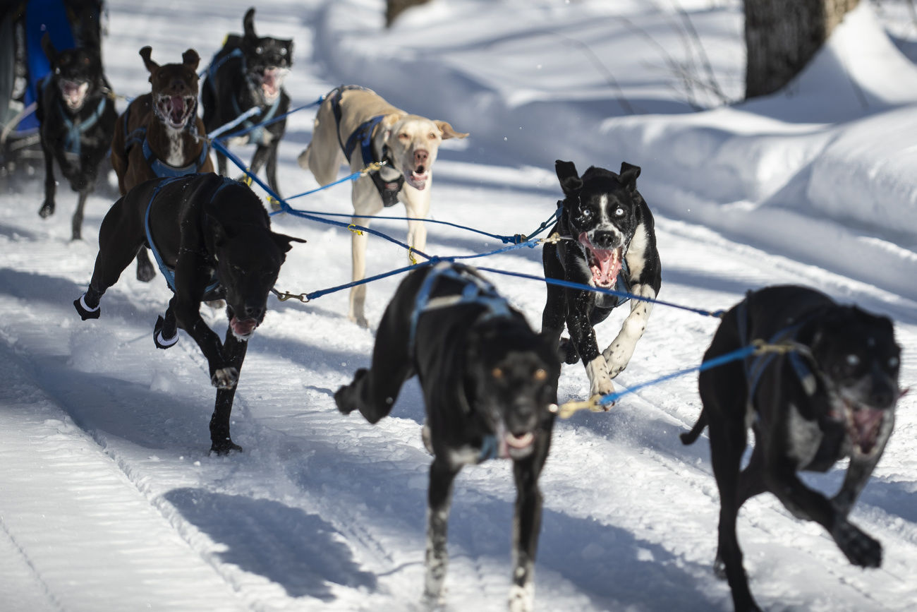 Nearly 100 mushers race for fun, speed at Tug Hill Challenge